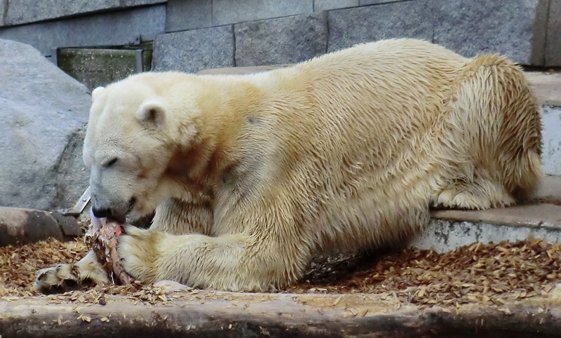 Eisbär LARS am 8. April 2012 im Zoologischen Garten Wuppertal