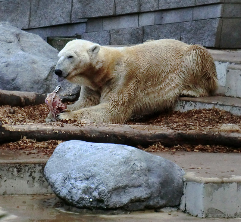 Eisbär LARS am 8. April 2012 im Wuppertaler Zoo