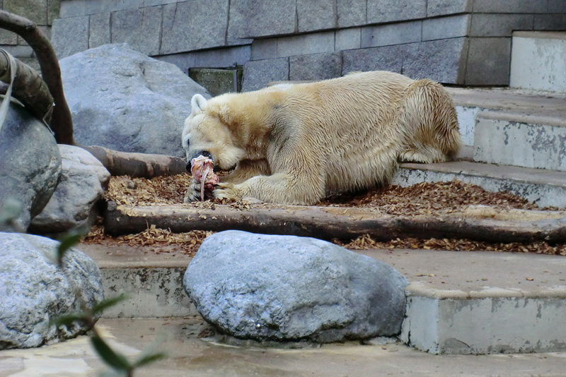 Eisbär LARS am 8. April 2012 im Zoo Wuppertal