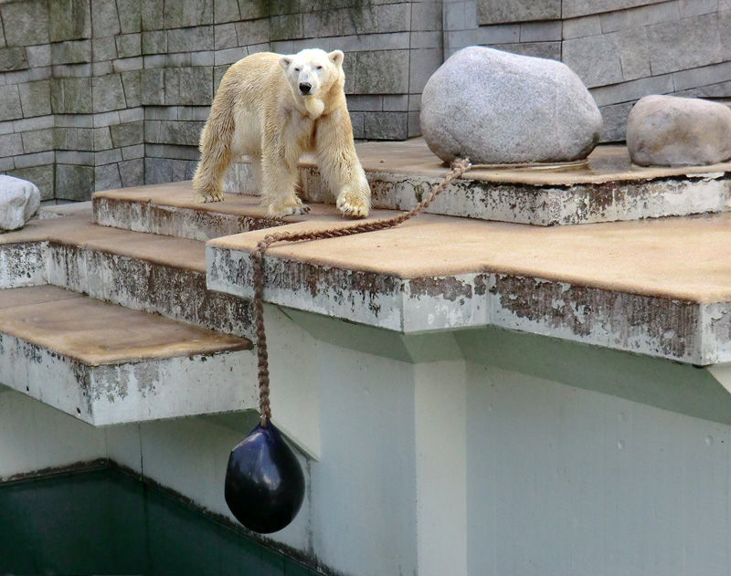 Eisbär LARS am 8. April 2012 im Zoologischen Garten Wuppertal