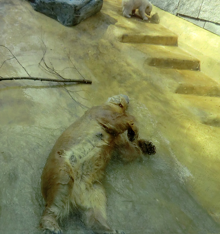 Eisbärin VILMA mit Eisbärchen ANORI am 8. April 2012 im Wuppertaler Zoo