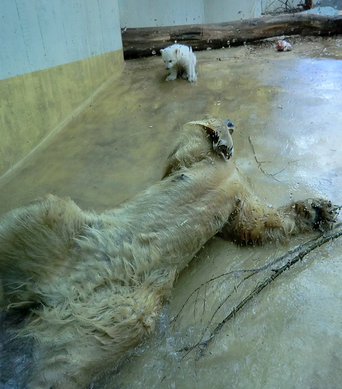 Eisbärin VILMA mit Eisbärchen ANORI am 8. April 2012 im Zoo Wuppertal