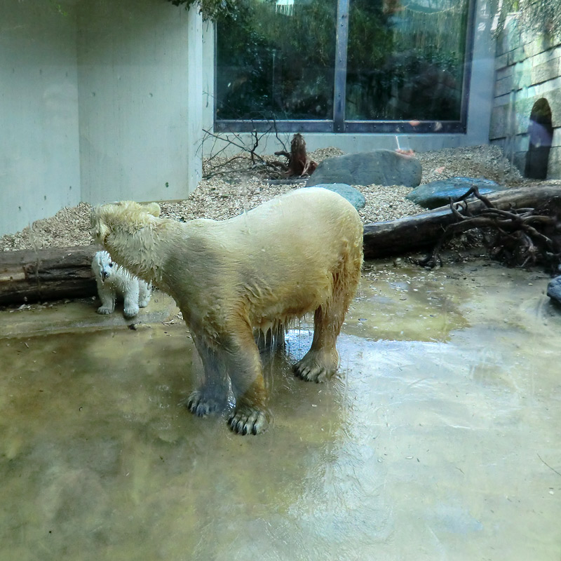 Eisbärin VILMA mit Eisbärchen ANORI am 8. April 2012 im Wuppertaler Zoo