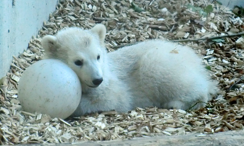 Eisbärbaby ANORI am 20. April 2012 im Zoo Wuppertal