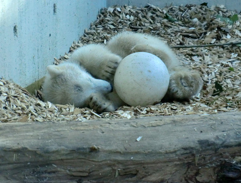 Eisbärbaby ANORI am 20. April 2012 im Zoologischen Garten Wuppertal