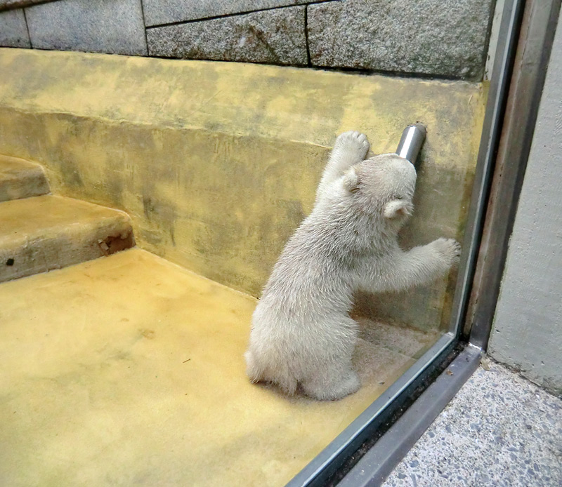 Eisbärbaby ANORI am 20. April 2012 im Wuppertaler Zoo