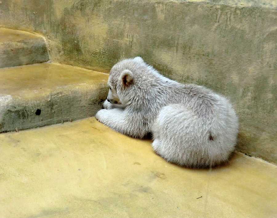 Eisbärbaby ANORI am 20. April 2012 im Zoo Wuppertal