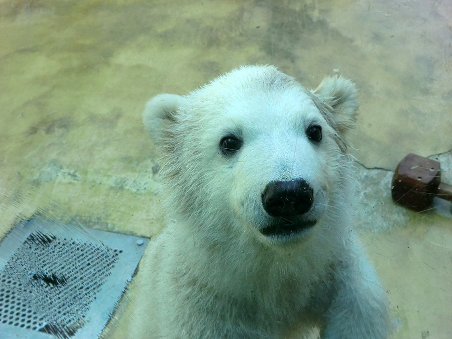 Eisbärbaby ANORI am 20. April 2012 im Wuppertaler Zoo