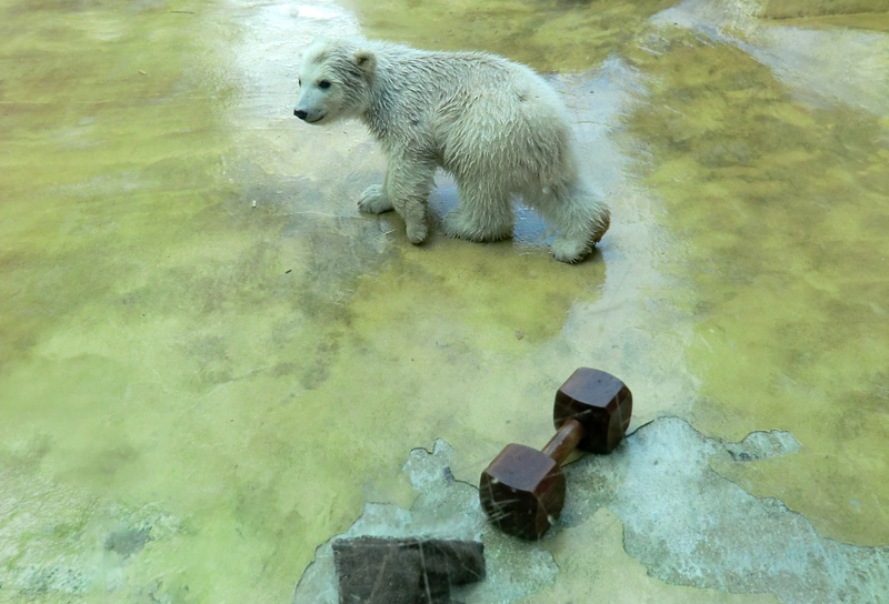Eisbärbaby ANORI am 20. April 2012 im Zoo Wuppertal