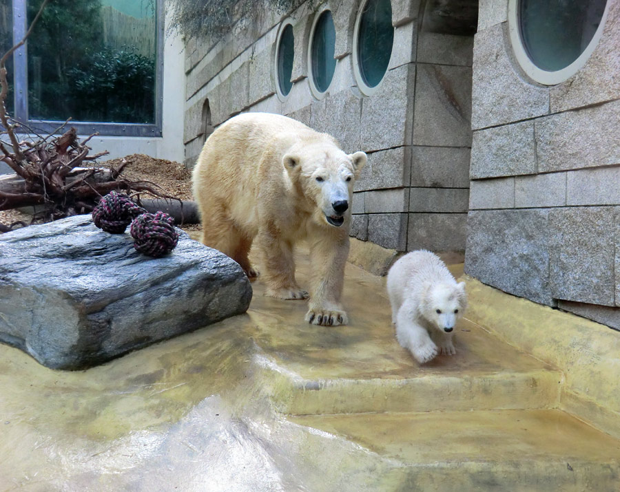 Eisbärbaby ANORI am 20. April 2012 im Wuppertaler Zoo