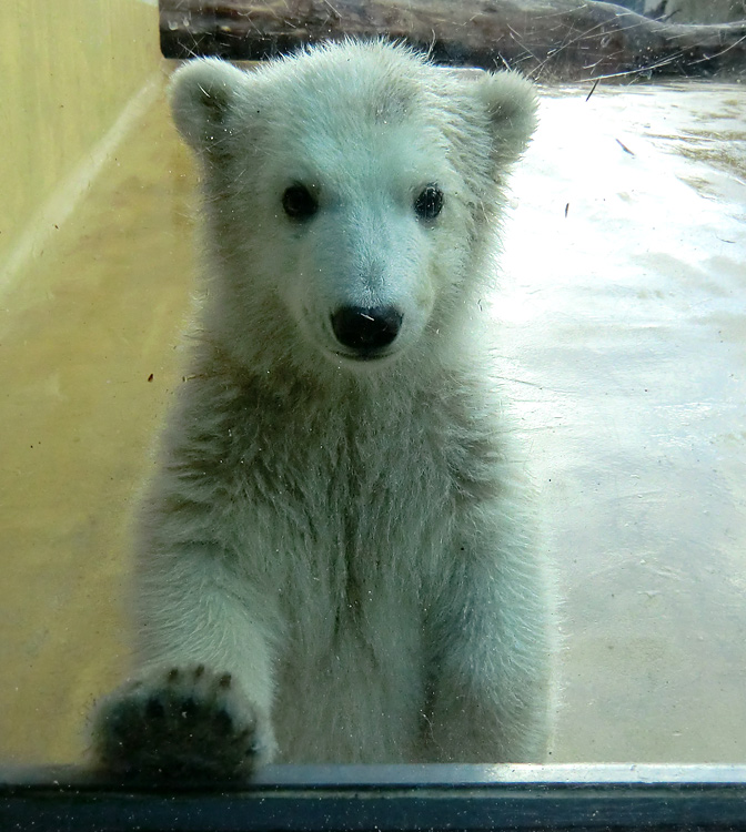 Eisbärbaby ANORI am 20. April 2012 im Zoo Wuppertal