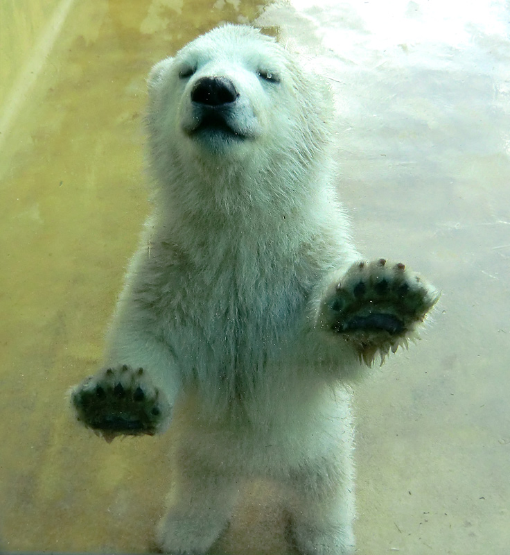 Eisbärbaby ANORI am 20. April 2012 im Wuppertaler Zoo