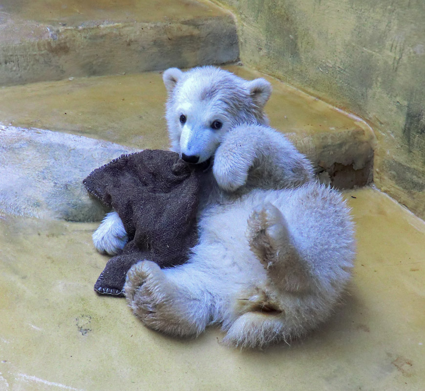 Eisbärbaby ANORI am 20. April 2012 im Zoologischen Garten Wuppertal