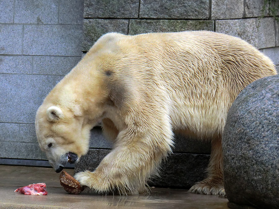 Eisbär LARS am 21. April 2012 im Zoo Wuppertal