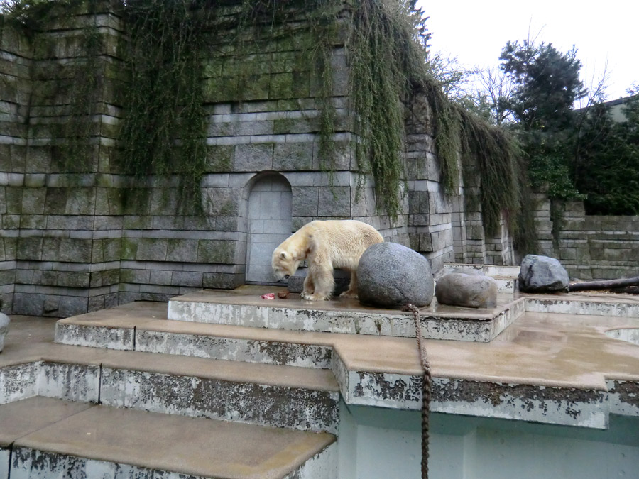 Eisbär LARS am 21. April 2012 im Zoologischen Garten Wuppertal