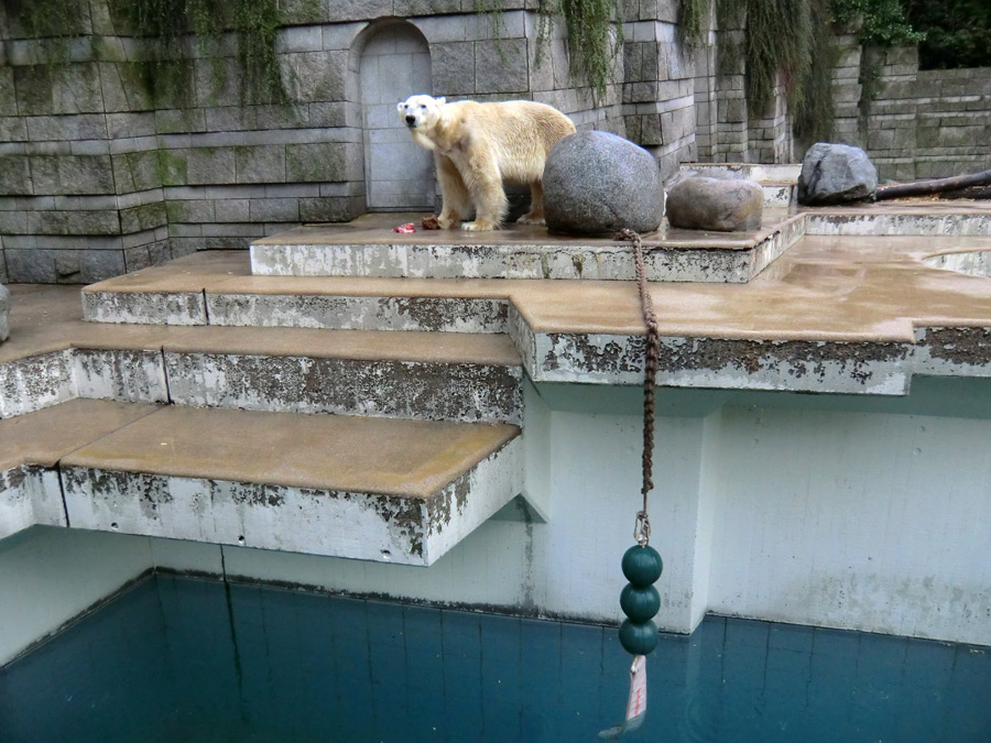 Eisbär LARS am 21. April 2012 im Wuppertaler Zoo