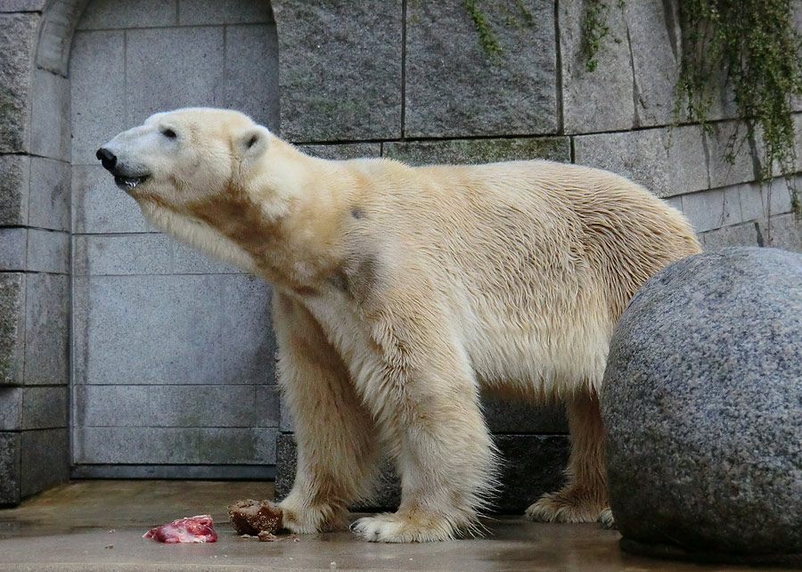 Eisbär LARS am 21. April 2012 im Zoo Wuppertal