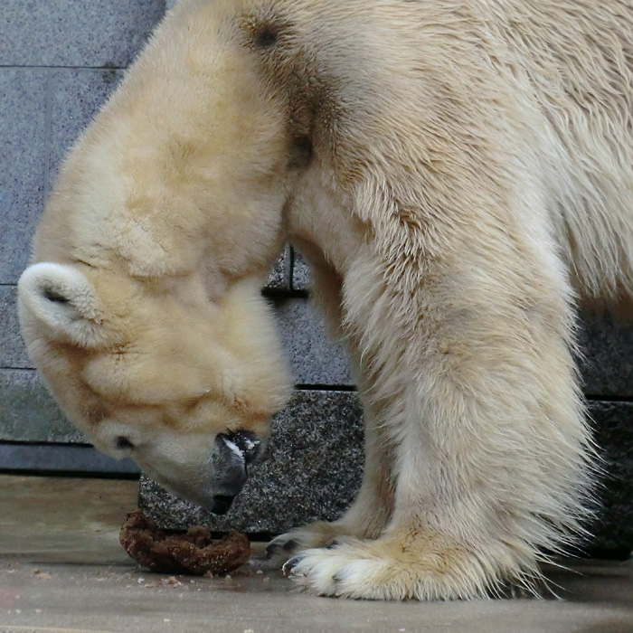 Eisbärbaby ANORI am 21. April 2012 im Wuppertaler Zoo