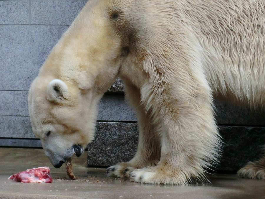 Eisbär LARS am 21. April 2012 im Wuppertaler Zoo