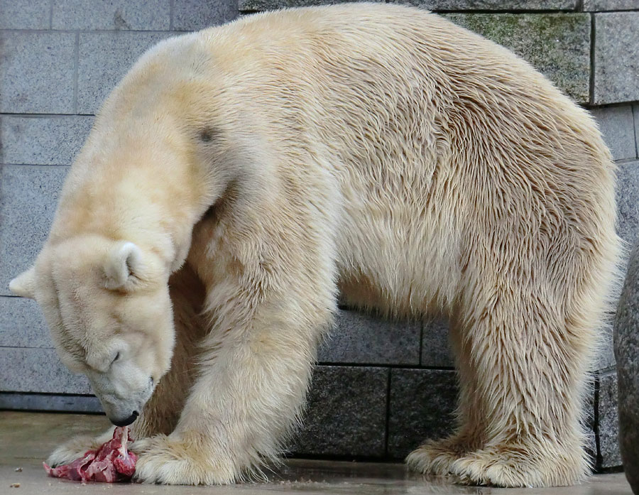 Eisbär LARS am 21. April 2012 im Zoo Wuppertal