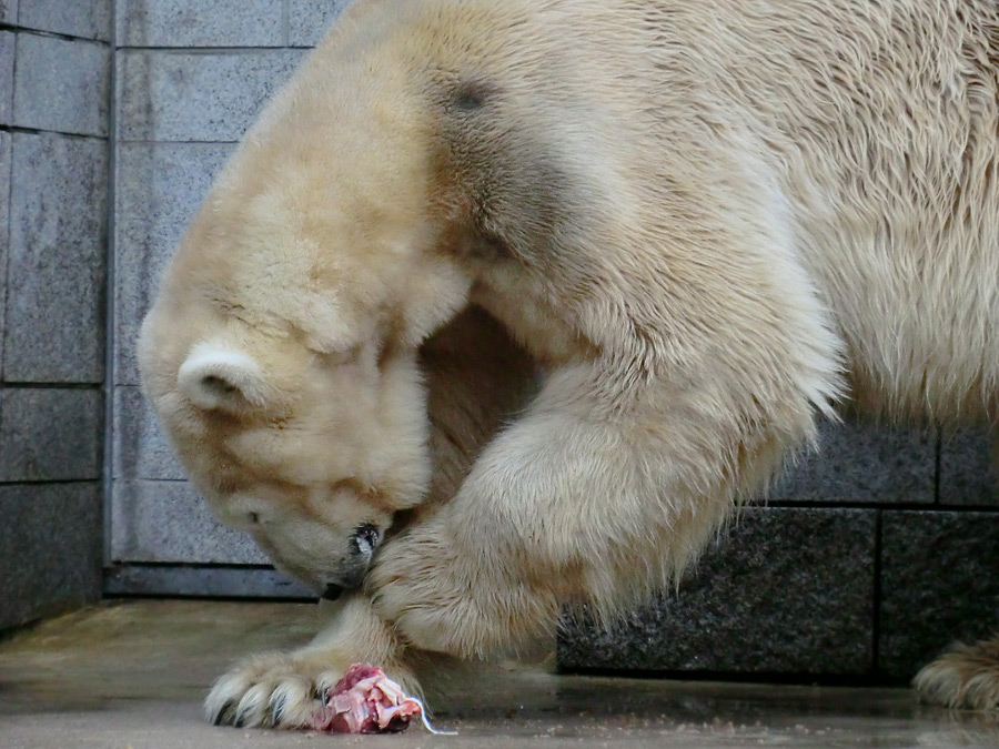 Eisbär LARS am 21. April 2012 im Zoo Wuppertal