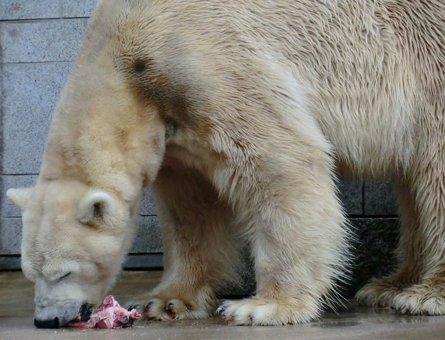 Eisbär LARS am 21. April 2012 im Zoologischen Garten Wuppertal