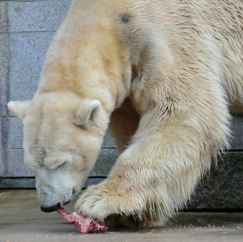 Eisbär LARS am 21. April 2012 im Wuppertaler Zoo