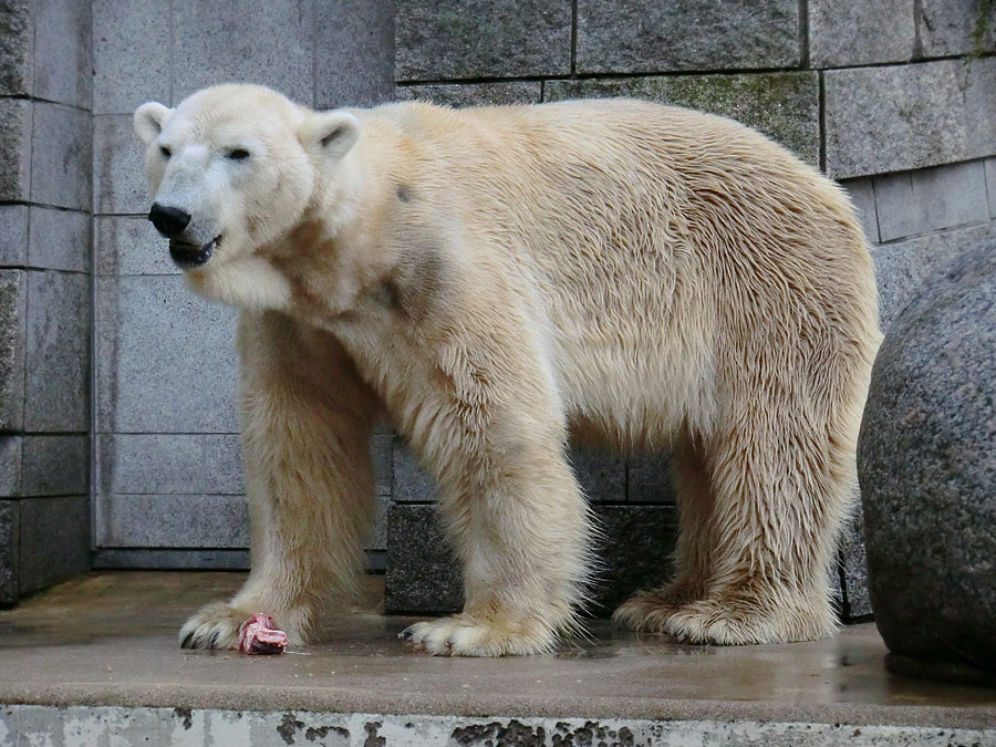 Eisbär LARS am 21. April 2012 im Zoologischen Garten Wuppertal