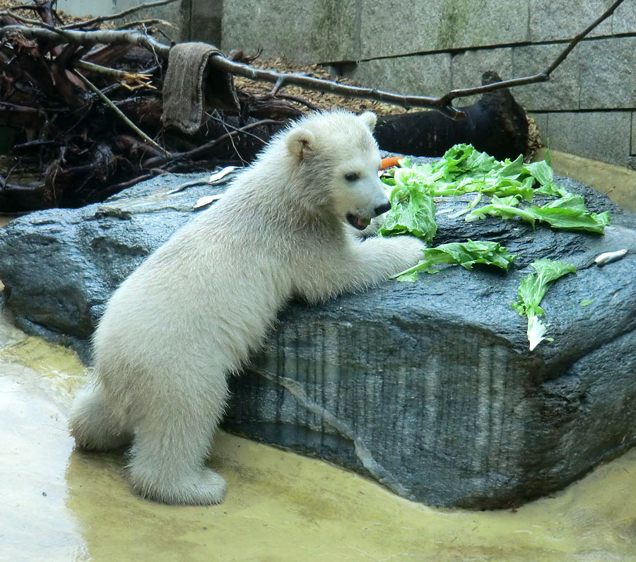 Eisbärbaby ANORI am 21. April 2012 im Wuppertaler Zoo