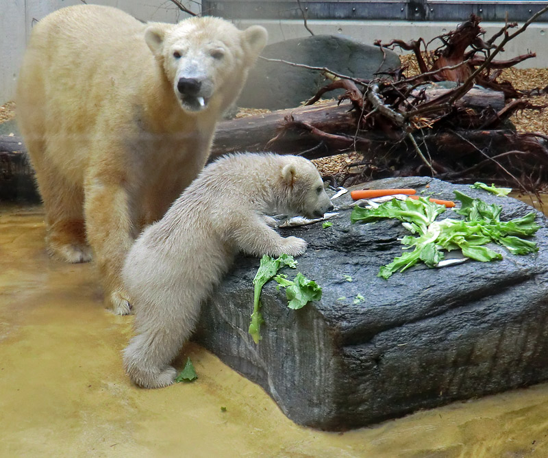 Eisbärin VILMA Eisbärbaby ANORI am 21. April 2012 im Zoologischen Garten Wuppertal