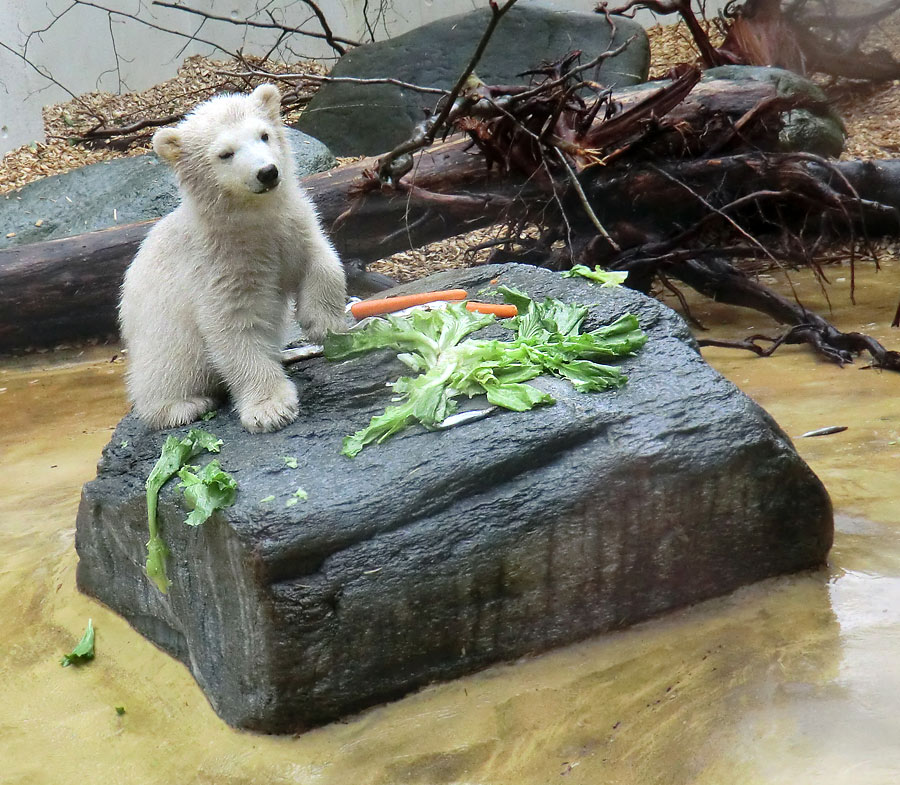 Eisbärbaby ANORI am 21. April 2012 im Wuppertaler Zoo