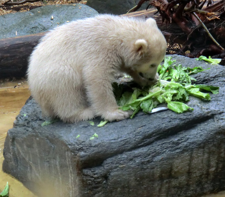 Eisbärbaby ANORI am 21. April 2012 im Zoologischen Garten Wuppertal