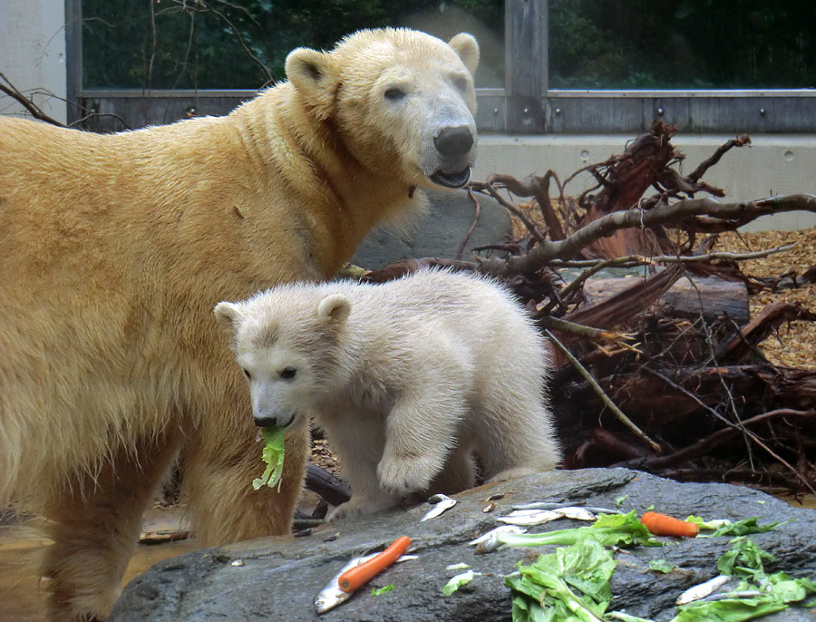 Eisbärin VILMA und Eisbärbaby ANORI am 21. April 2012 im Zoo Wuppertal