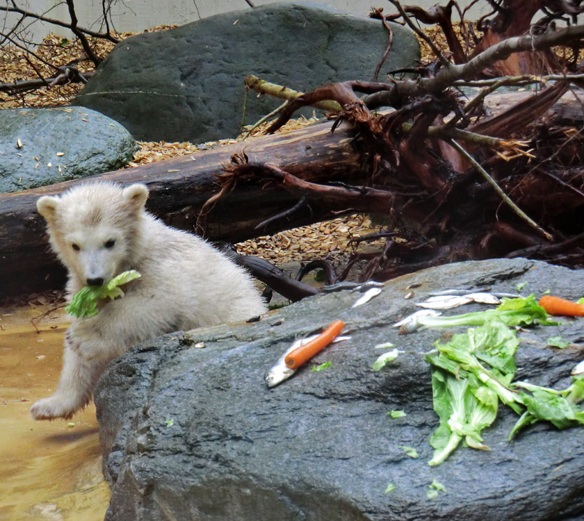 Eisbärbaby ANORI am 21. April 2012 im Wuppertaler Zoo