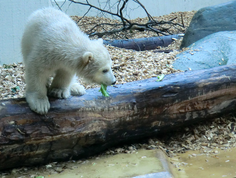 Eisbärbaby ANORI am 21. April 2012 im Zoologischen Garten Wuppertal