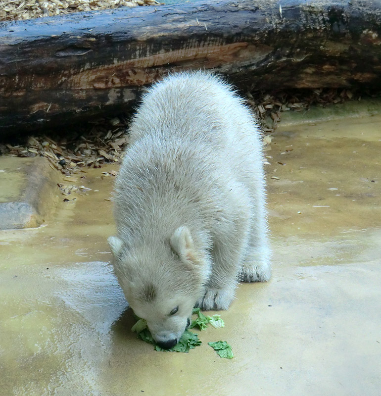 Eisbärbaby ANORI am 21. April 2012 im Wuppertaler Zoo