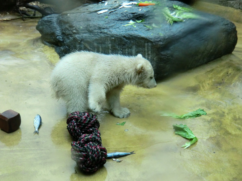 Eisbärbaby ANORI am 21. April 2012 im Zoo Wuppertal