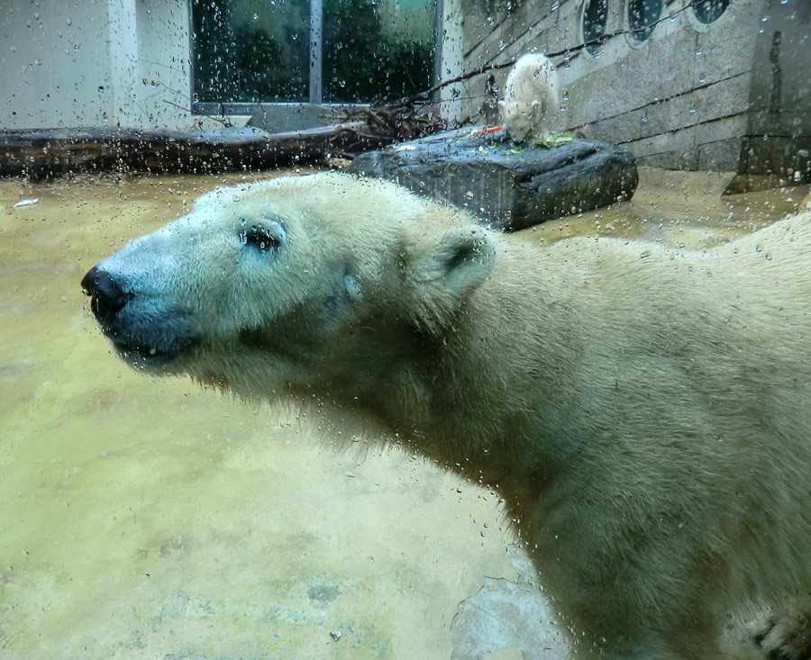 Eisbärin VILMA und Eisbärbaby ANORI am 21. April 2012 im Zoologischen Garten Wuppertal