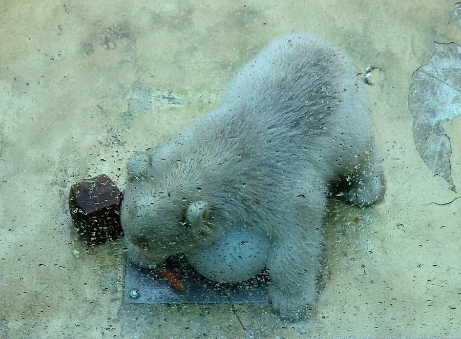 Eisbärbaby ANORI am 21. April 2012 im Zoo Wuppertal