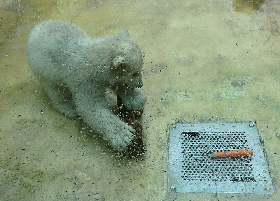 Eisbärbaby ANORI am 21. April 2012 im Wuppertaler Zoo