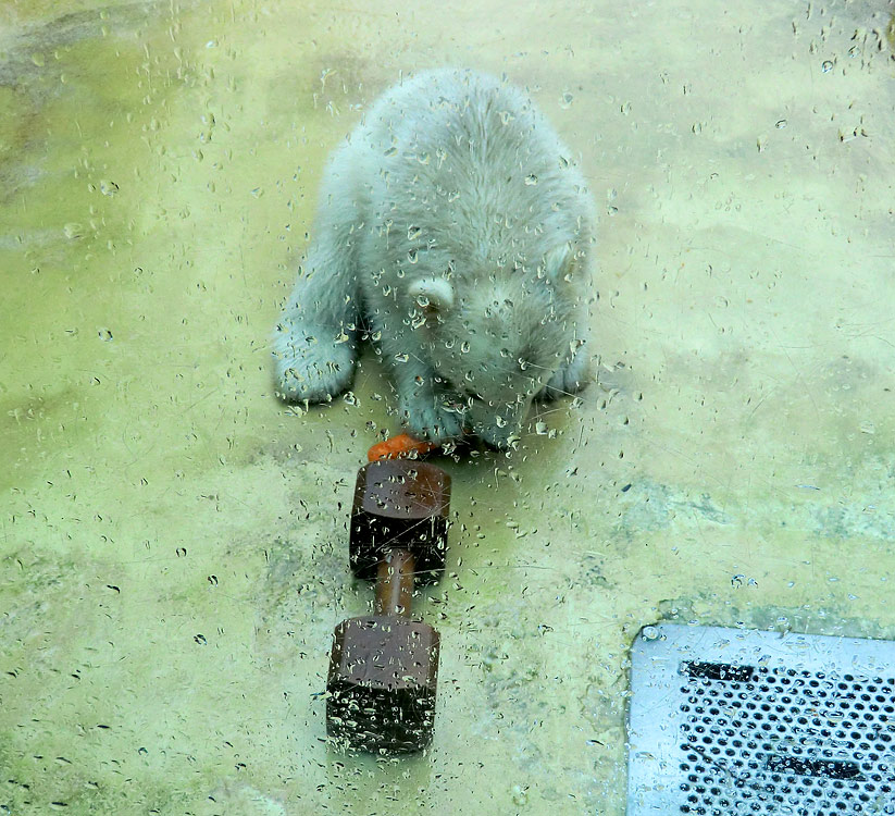 Eisbärbaby ANORI am 21. April 2012 im Zoo Wuppertal