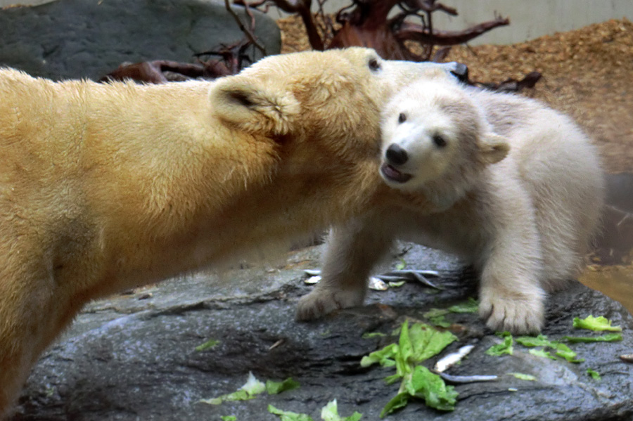 Eisbärin VILMA und Eisbärbaby ANORI am 21. April 2012 im Wuppertaler Zoo