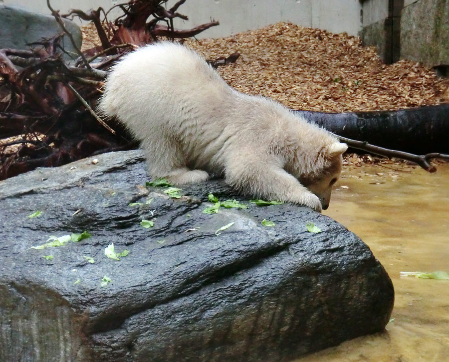 Eisbärbaby ANORI am 21. April 2012 im Zoo Wuppertal