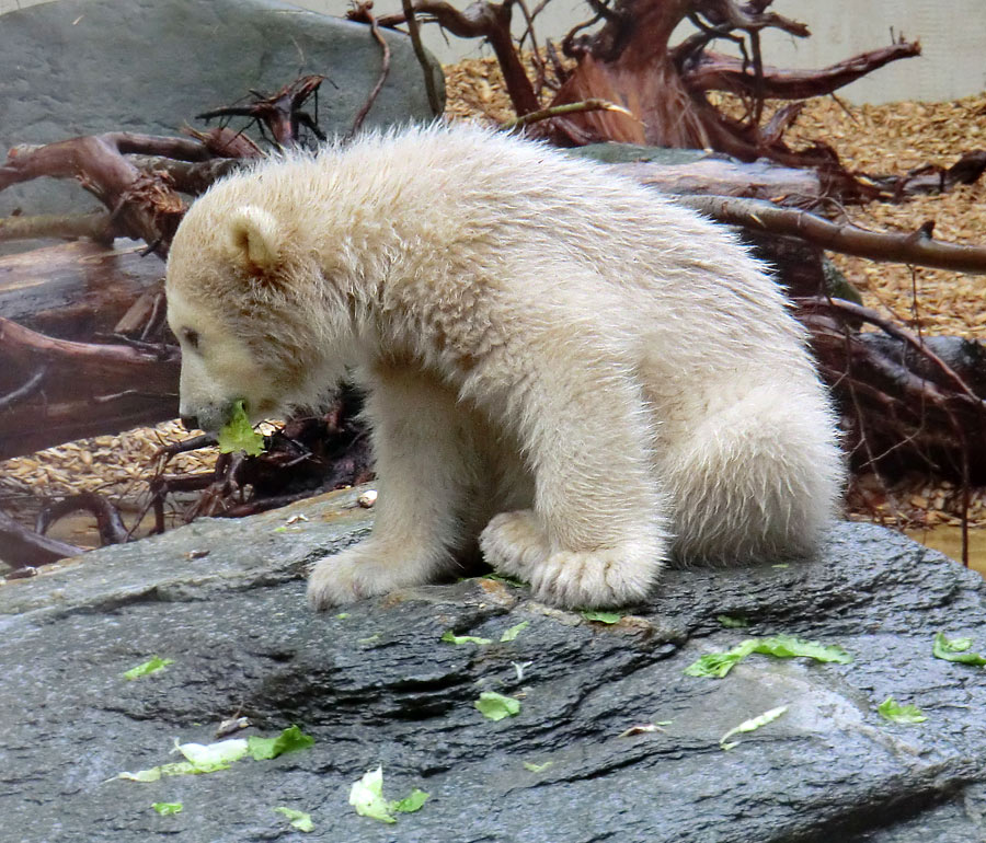 Eisbärbaby ANORI am 21. April 2012 im Zoologischen Garten Wuppertal