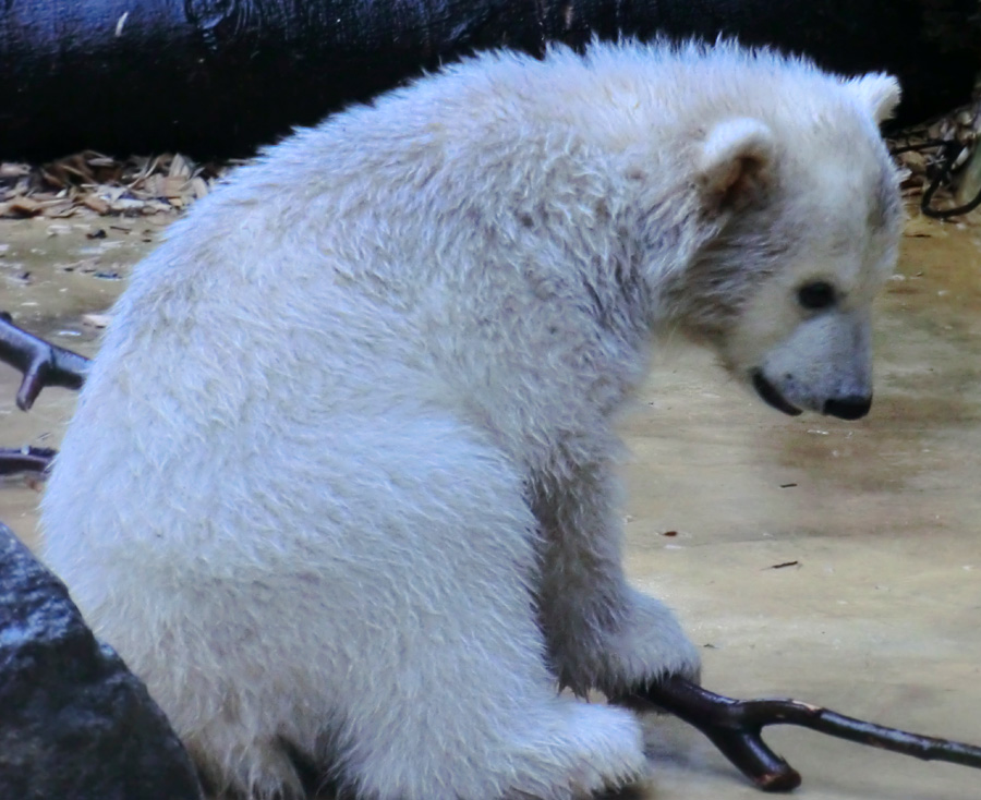 Eisbärbaby ANORI am 21. April 2012 im Wuppertaler Zoo