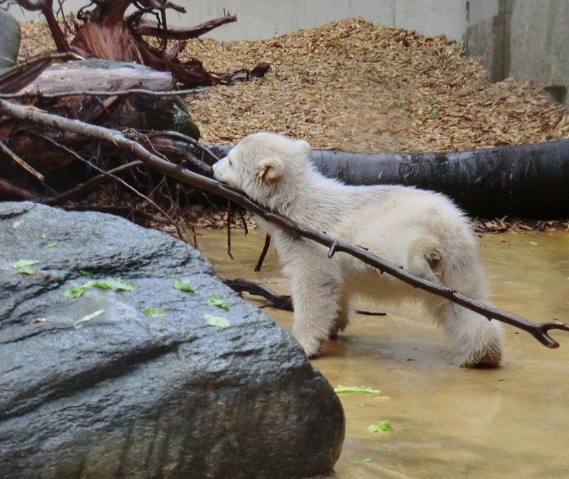 Eisbärbaby ANORI am 21. April 2012 im Zoologischen Garten Wuppertal