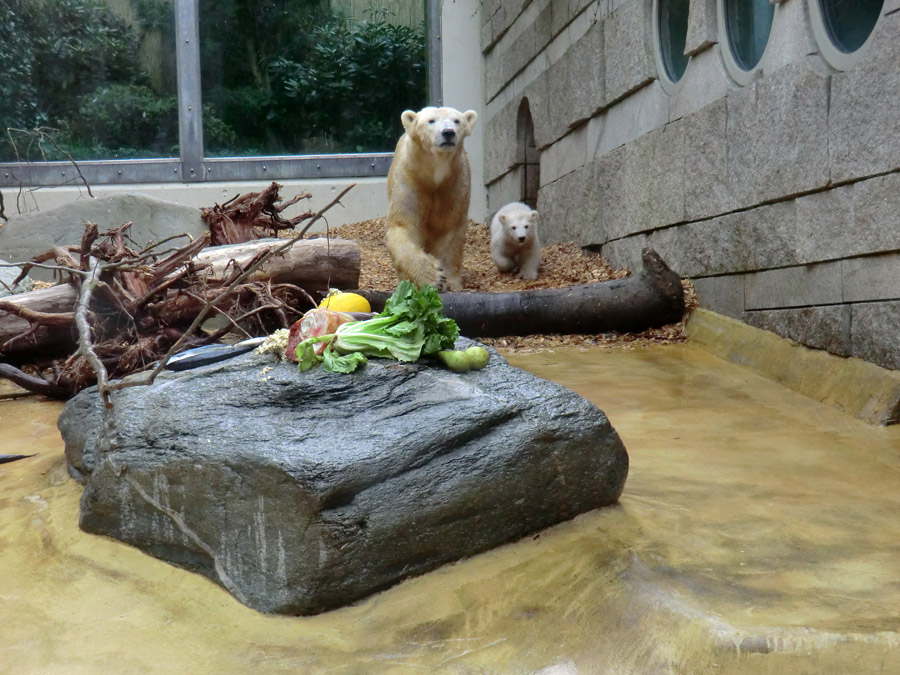 Eisbärbaby ANORI am 23. April 2012 im Wuppertaler Zoo