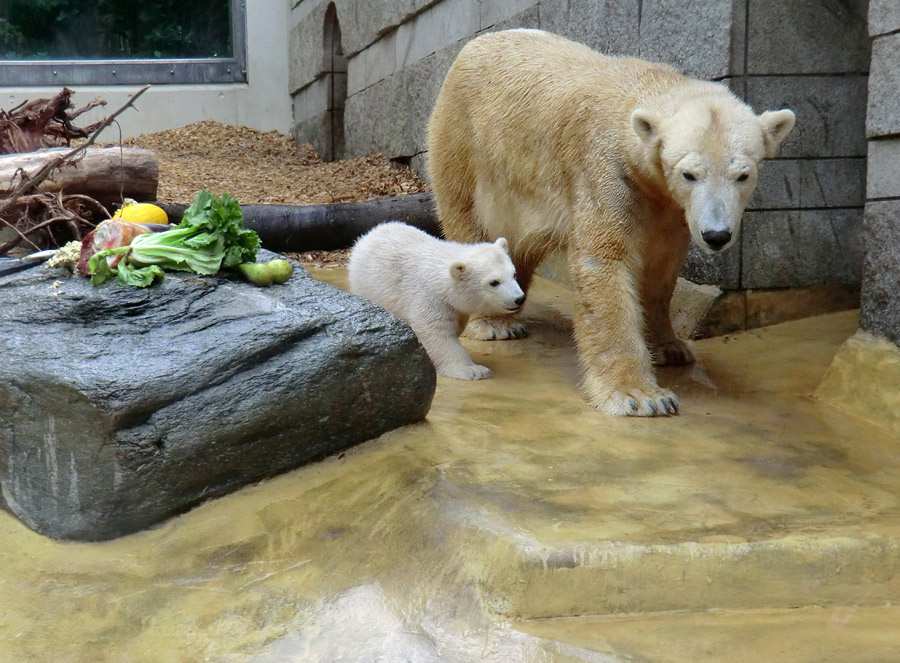 Eisbärbaby ANORI am 23. April 2012 im Zoo Wuppertal