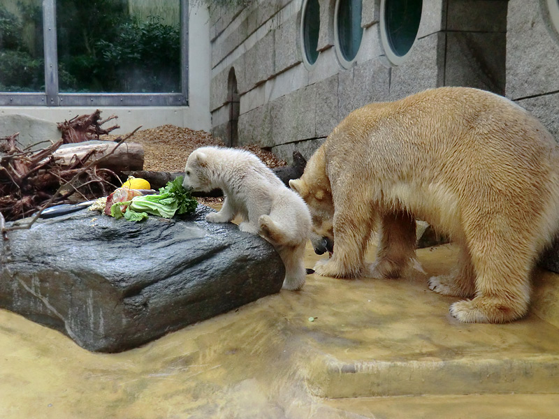 Eisbärbaby ANORI am 23. April 2012 im Zoologischen Garten Wuppertal