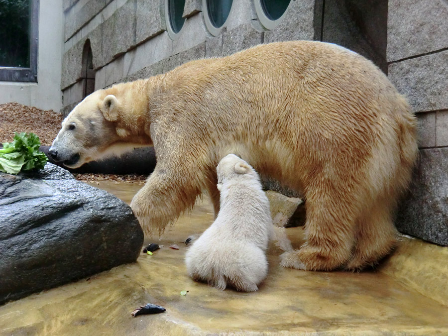 Eisbärbaby ANORI am 23. April 2012 im Zoologischen Garten Wuppertal